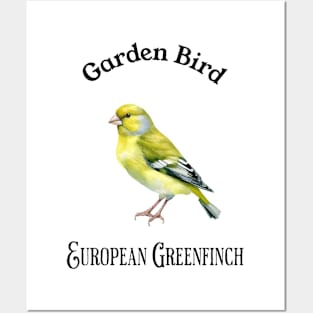 Garden Bird European Greenfinch Posters and Art